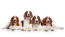 Fire welsh springer spaniels ligger sammen, hver med smuk brun og hvid pels