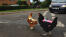 Højvisende kyllinger på vejene