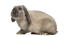 Holland lop kanin på hvid baggrund