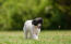 En dejlig, lille kinesisk hvalp, der slentrer rundt på græsset