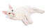 Khao manee kat liggende på en hvid baggrund