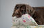 En cocker spaniel hviler sig i Morning Meadow hundeseng med støttekant En cocker spaniel hviler sig i Morning Meadow hundeseng med støttekant