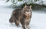 Sibirisk kat ude i naturen Snow