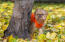 En smuk lille brussels griffon, der stikker sit hoved rundt om et træ