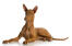 En GorGeous hanaraohhund af hankøn, der ligger ned med sine smukke ører spidse