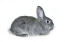 Chinchilla kanin mod hvid baggrund