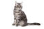 En smuk amerikansk shorthiar kat med en marmoreret tabby pels
