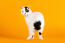 En glad japansk bobtail kat, der viser sin hale frem