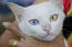 En smuk khao manee kat med et gult øje og et blåt øje