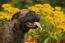 Et nærbillede af en bullmastiff's tilbageførte ører og korte næse