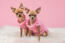 To GorGeous chihuahuahuas klædt i pink