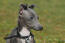 En smuk lille grå italiensk greyhound med spidse ører