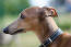 Et nærbillede af en italiensk greyhounds vidunderlige lange næse
