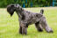 En kerry blue terrier, der viser sin smukke tykke, uldne pels frem