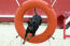 En sund manchester terrier, der hopper gennem en bane på en agilitybane