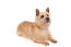 En sund og rask voksen norwich terrier med en dejlig, tyk pels
