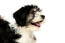 Et nærbillede af en polsk lavlandshundehunds utroligt bløde pels