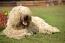 En komondor med en lang, tyk pels, der ligger ned og hviler sig fortjent på græsset