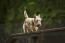 En scottish terrier nyder lidt motion på agiligy-udstyret