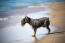 En gennemblødt skotsk terrier, der nyder lidt motion i vandet