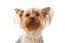 Et nærbillede af en silky terriers utroligt velplejede pels og spidse ører