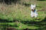 En sund, ung west highland terrier, der hopper gennem græsset