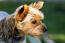 Et nærbillede af en yorkshire terriers korte, tykke, trådagtige pels