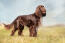 Field-spaniel-udenfor