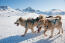 Greenland-hundeslædekørsel