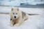 Greenland-hund