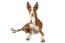 Ibizan-hound-white-background