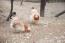 Et par sulmtaler-kyllinger, der hakker på jorden