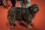 En bergamasco, der viser sin velplejede pels frem