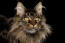 Nærbillede af maine coon cat med intenst udtryk