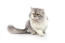 Blød grå og hvid persian cameo bicolour kat på hvid baggrund