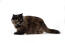 Tortie persian smoke cat sideprofil mod en hvid baggrund