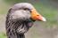 Nærbillede af toulouse Goose