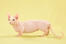 En bambino-kat med stumpe ben og en lang lyserød hale