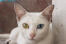 En khao manee kat med sine mærkelige farvede øjne