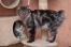 En marmoreret tabby kurillian bobtail med en fjerprydet pels