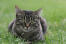 En tabby manx kat ligger i græsset