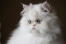 En cremehvid cameo kat med en pjusket pels