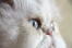 En dejlig cameokat med blå øjne og en lyserød næse
