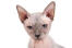 En sphynx-kat med store ører
