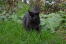 En sort tiffanie-kat patruljerer i haven