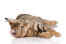 En toyger er en huskat, der er designet til at ligne en tiger
