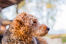 En airedale terriers smukke tykke, røde pels