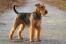 En airedale terrier, der står oprejst og venter på en kommando fra sin ejer