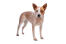 En ung, brun og hvid australian cattle dog