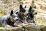 Tre australske kvæghunde, der ligger pænt ved siden af hinanden